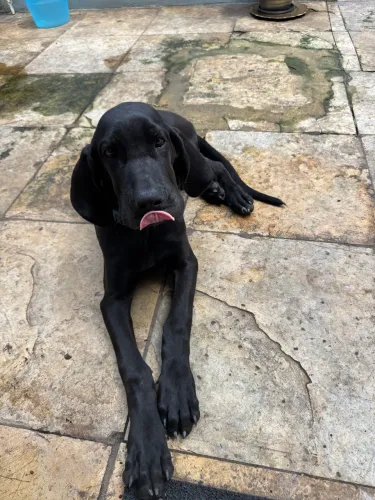 Fila brasileiro 