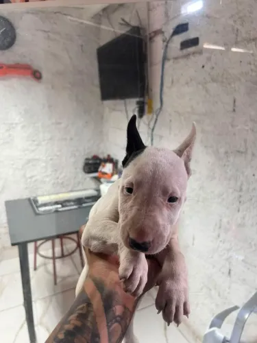 Filhotes de Bull terrier