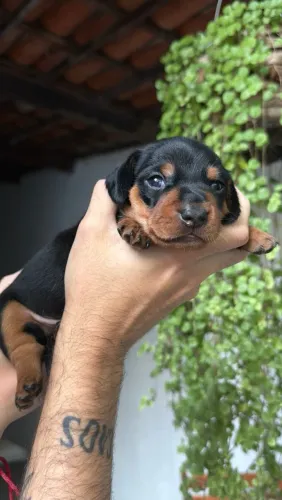 Filhote Dachshund Mini (salsicha)