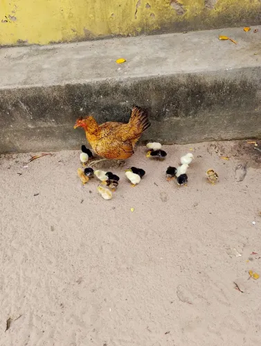Vendo essa galinha com 17 pintinhos