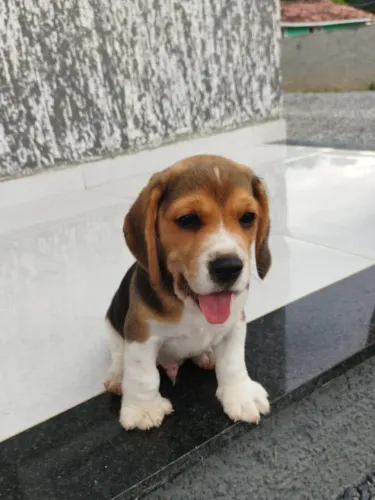 Beagle