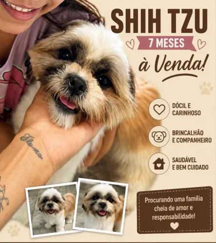 Shitzu a venda