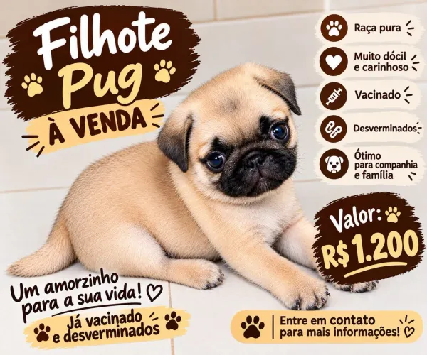 Filhote de pug macho 