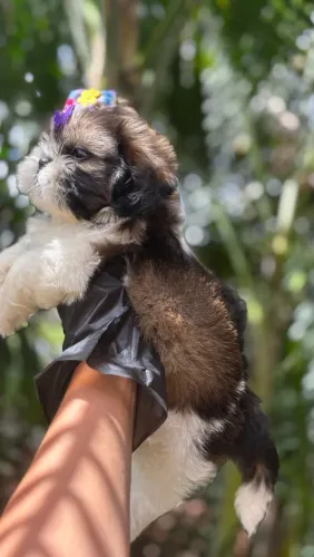 Shihtzu fêmeas ENTREGA IMEDIATA 