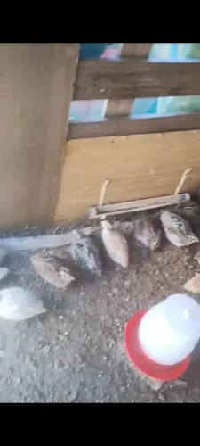 Vende se codorna
