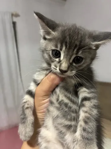 Doa se gatinhos lindos