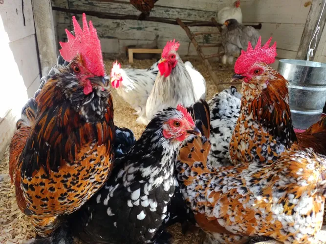 Ovos férteis baia Mista com duas Raças Ornamentais Mini Cochin e Belgian Barbu D'uccle 