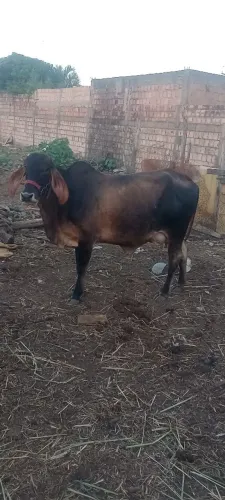 Vaca gi leiteira