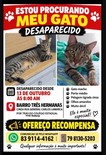 Meu gato está perdido no campina grande  