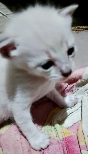 Filhotes de gato siamês tabby point dos olhos azuis.