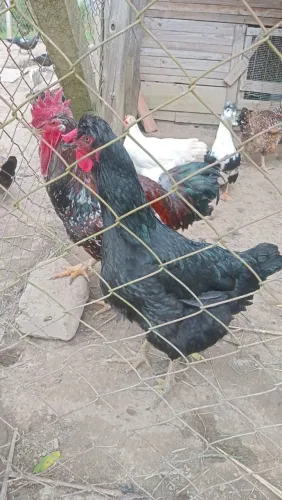 Vende 3 galinha e 1 galo GSB por 500 reais