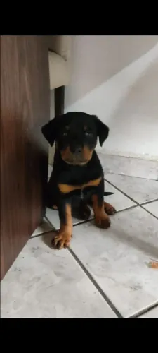Cães Cachorros Filhotes Rottweiler 