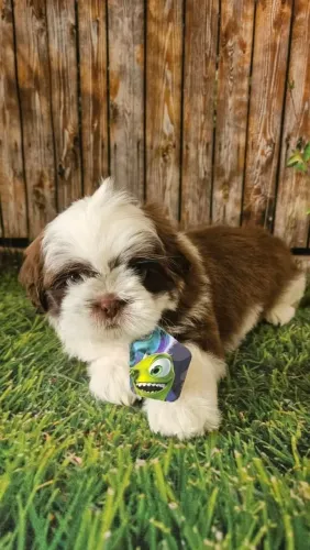 Filhote de shih tzu macho