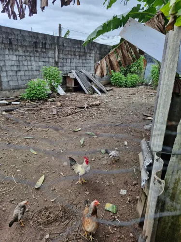 Vendo galos e galinhas garnise