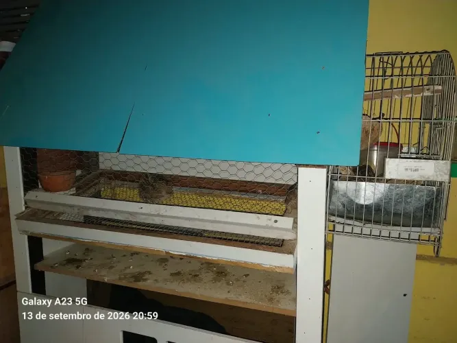 Vende-se viveiro com 5 codornas 