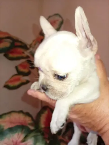 A pronta entrega Bulldog Francês 