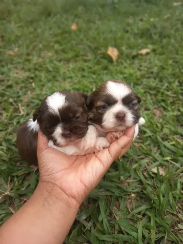 Shihtzu filhote chocolate 