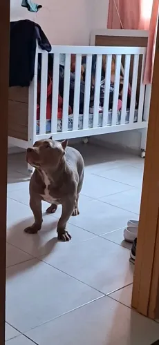 American Bully 