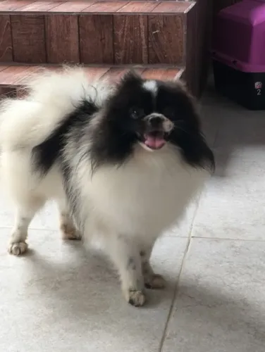 Spitz alemão. Procura-se uma namorada Nike tem 1 meses! E pesa menos de 3 kg