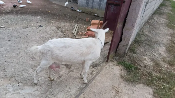 Vendo  cabra sani
