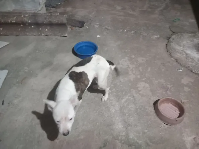 Cachorro