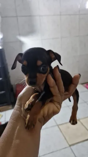 VENDO PINSCHER MACHO PRETO N.1 COM 1 MES E 8 DIAS. 