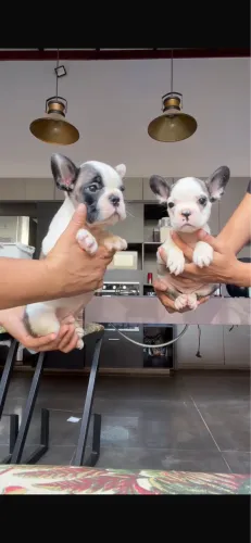 Cachorro
