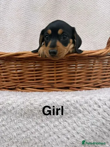 Bebezinho pelagem brilhante Teckel/Dachshund/Salsicha/Salsichinha/Basset/Cofap