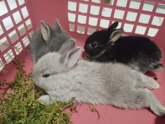 ? coelhos?