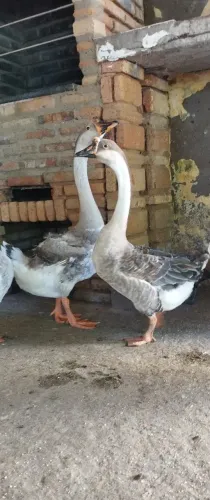 Casal de ganso 