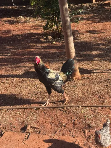 Frangão 