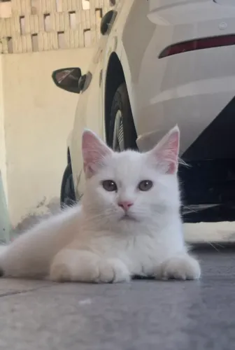 Filhote de Maine coon 