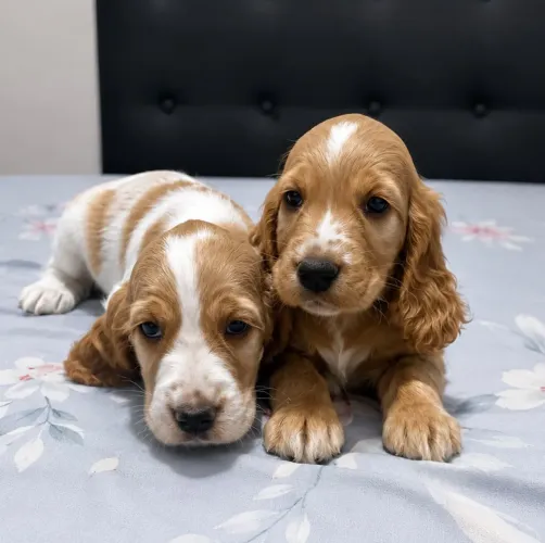 Filhote Macho Cocker Spaniel 49dias