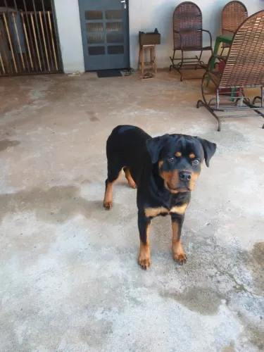 Rottweiler fêmea com pedigree