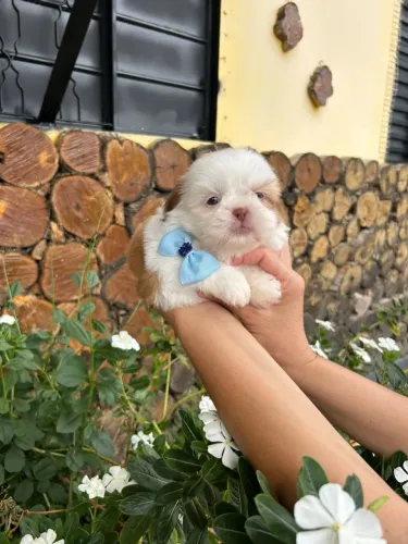 Shihtzu