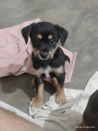 Filhote cão fêmea