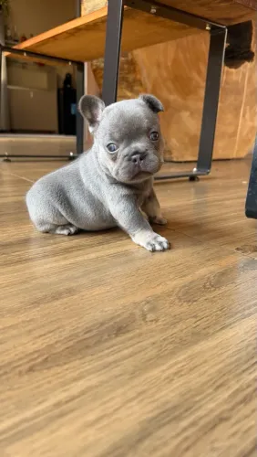 Bulldog Francês