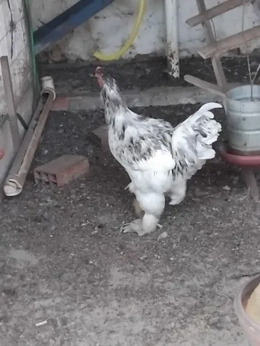 Vende-se um frango ornamental