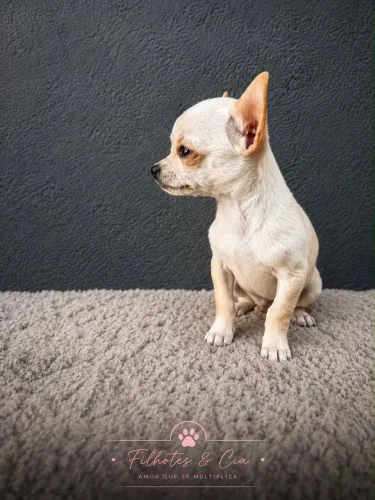 Chihuahua