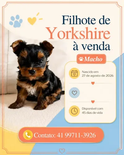 Yorkshire Filhote - Macho