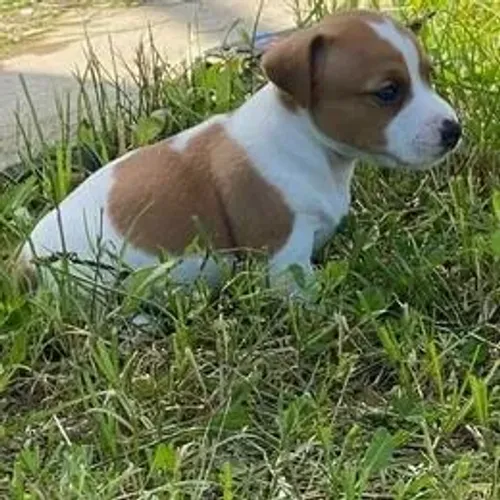 Jack Russell Terrier,Jack Russell Terrier Filhote Estrutura Perfeita Disponível