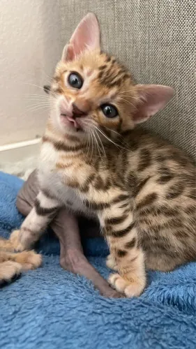 Gata Bengal + Pedigree + linhagem Russa