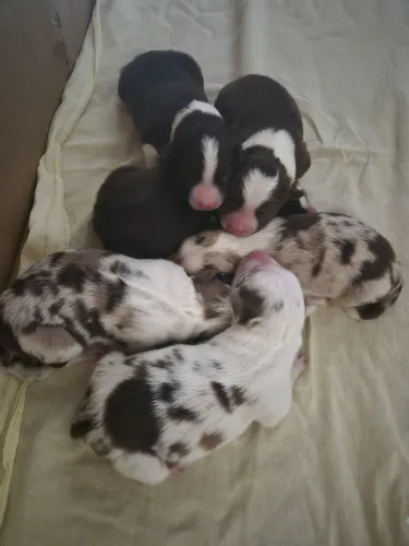 OS MAIS LINDOS FILHOTES BORDER COLLIE 