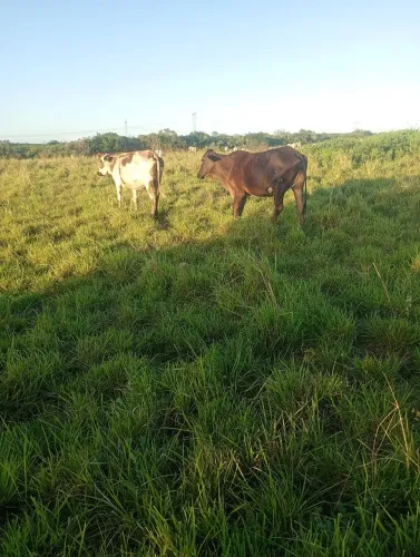 Vacas a venda a pedida e 6200 mas tem preço 