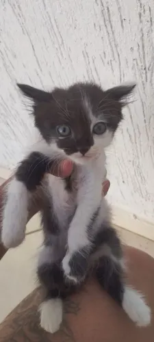 Filhotes de gato para adoção 