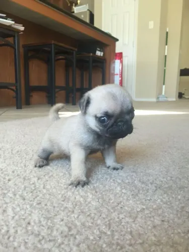 Pug Filhotes prontos para retirada imediata