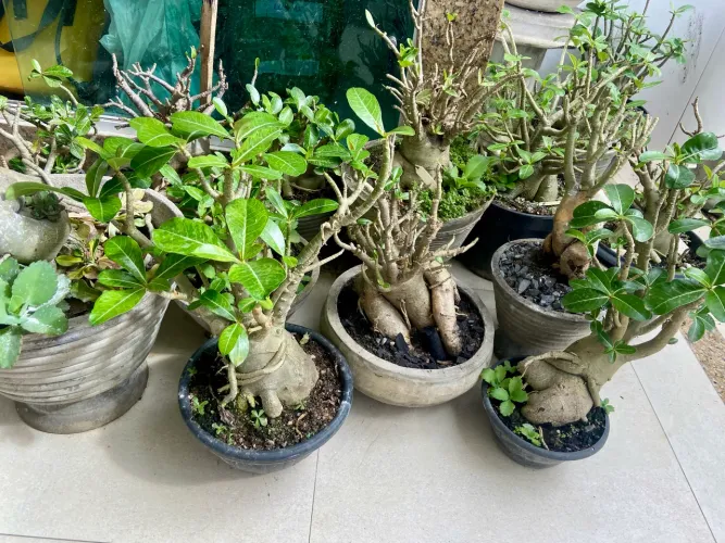 Rosas do deserto