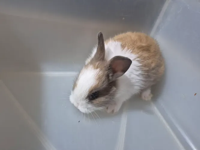 Coelhos coelhinhos
