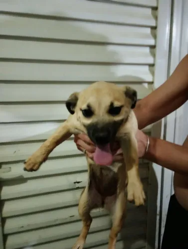 Doa-se duas cachorras fêmea