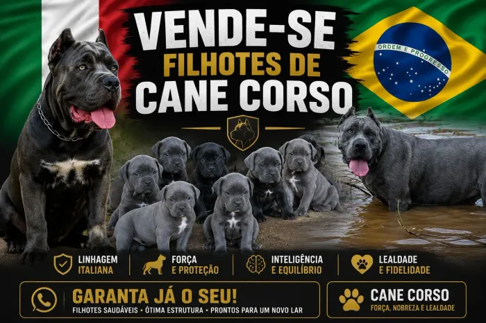 Filhote de cane corso 